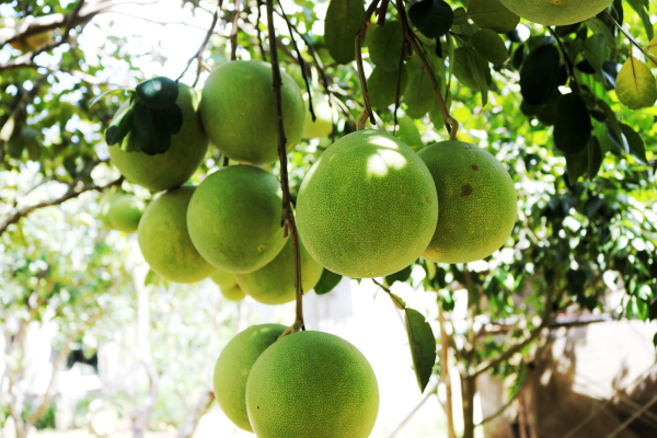 Điểm du lịch Nhà vườn Lương Quán - Nguyệt Biều