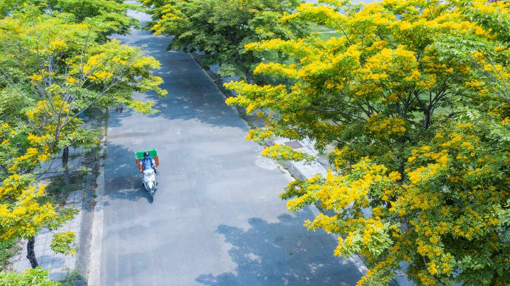Lặng lẽ mùa hoa sưa vàng